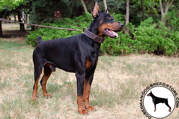 Classic leather collar for Doberman