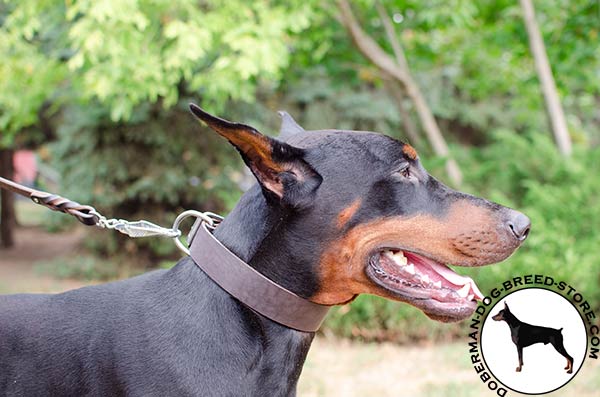 Comfortable leather Doberman collar 