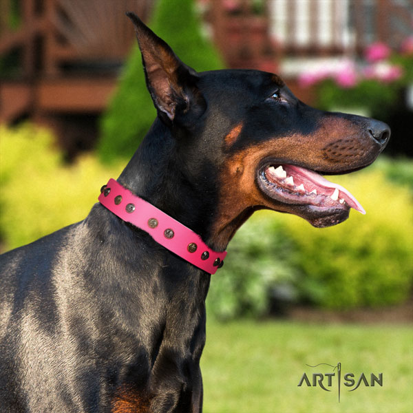 Doberman designer genuine leather collar with studs for your doggie