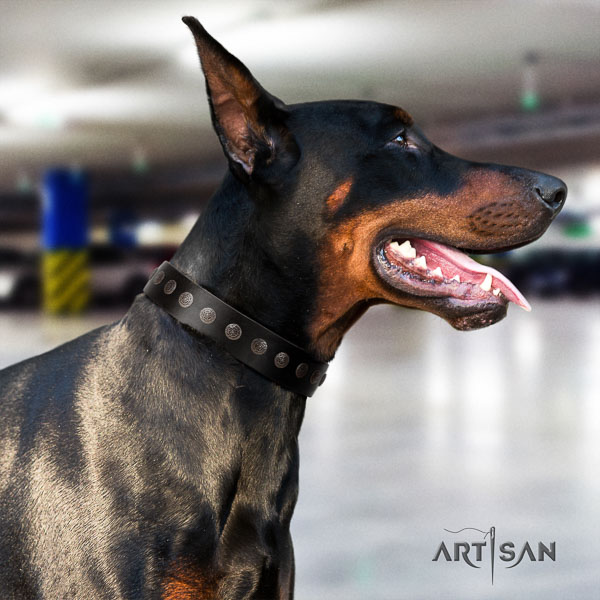 Doberman full grain genuine leather dog collar with embellishments for your handsome canine