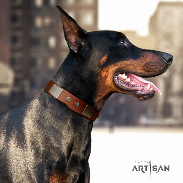 Doberman comfy wearing genuine leather dog collar with studs