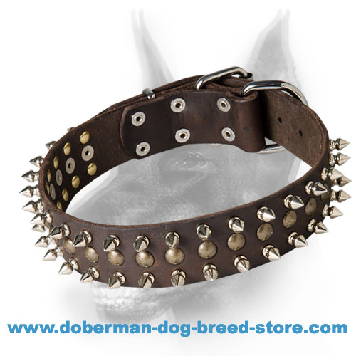 Stunning Doberman Dog 【Collar】 with Studs and Spikes : Doberman Breed: Dog  Harness, Doberman Muzzle, Dog Collars