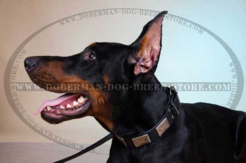 Decorated Leather Doberman Collar