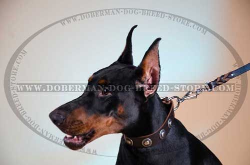 Handmade Leather Dog Collar for Dobermans