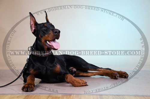 Doberman Looks Gorgeous When Having Barbed Wire Painted Dog Collar On