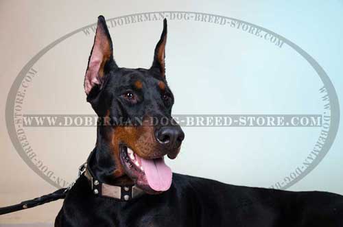 One-Of-A-Kind Leather Doberman Collar with Decoration