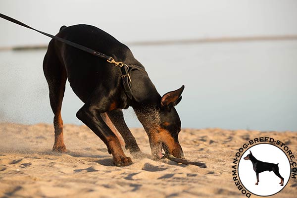 Doberman black leather collar adjustable  with brass plated hardware for professional use