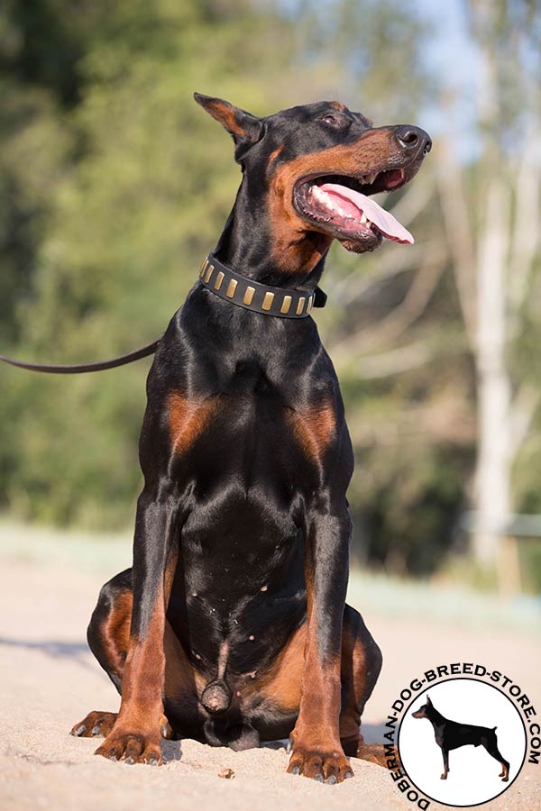 Doberman black leather collar with rust-resistant hardware for walking