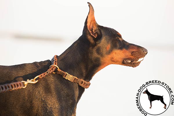 Doberman brown leather collar with non-corrosive fittings for quality control