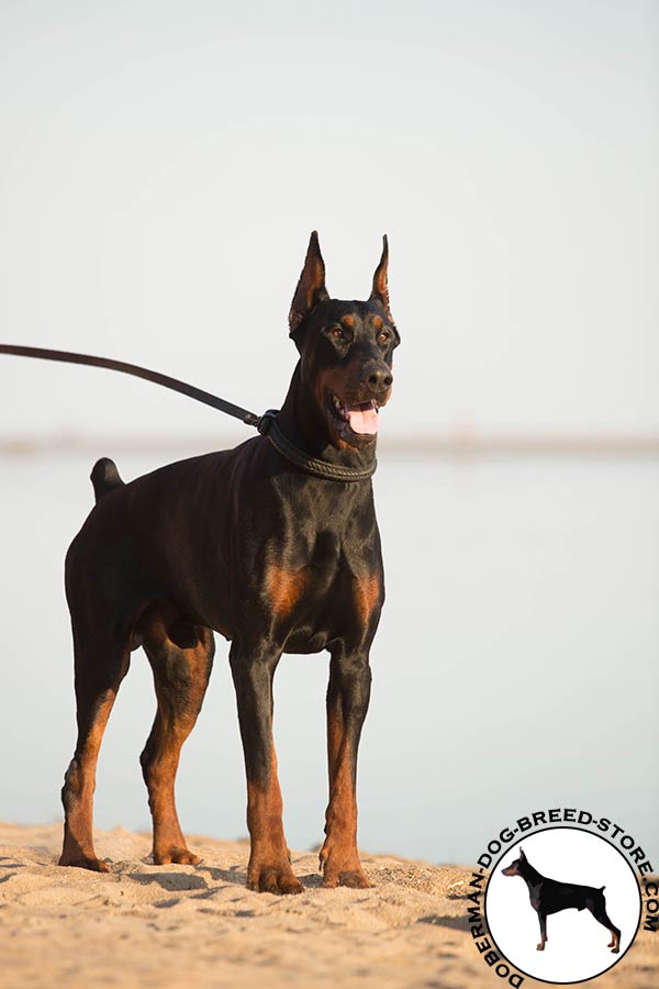 Doberman black leather collar of high quality with traditional buckle for professional use