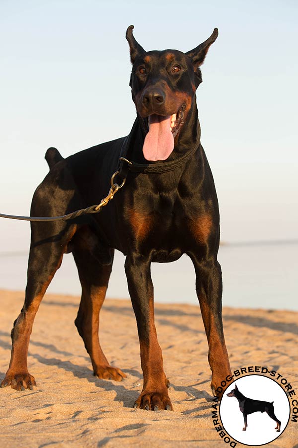 Doberman leather collar of genuine materials with brass plated hardware for improved control