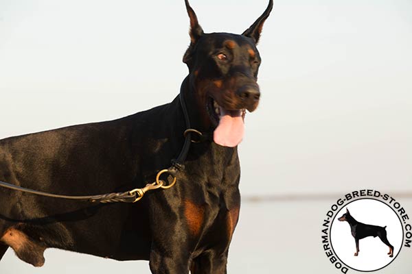 Doberman black leather collar with rust-resistant fittings for better comfort