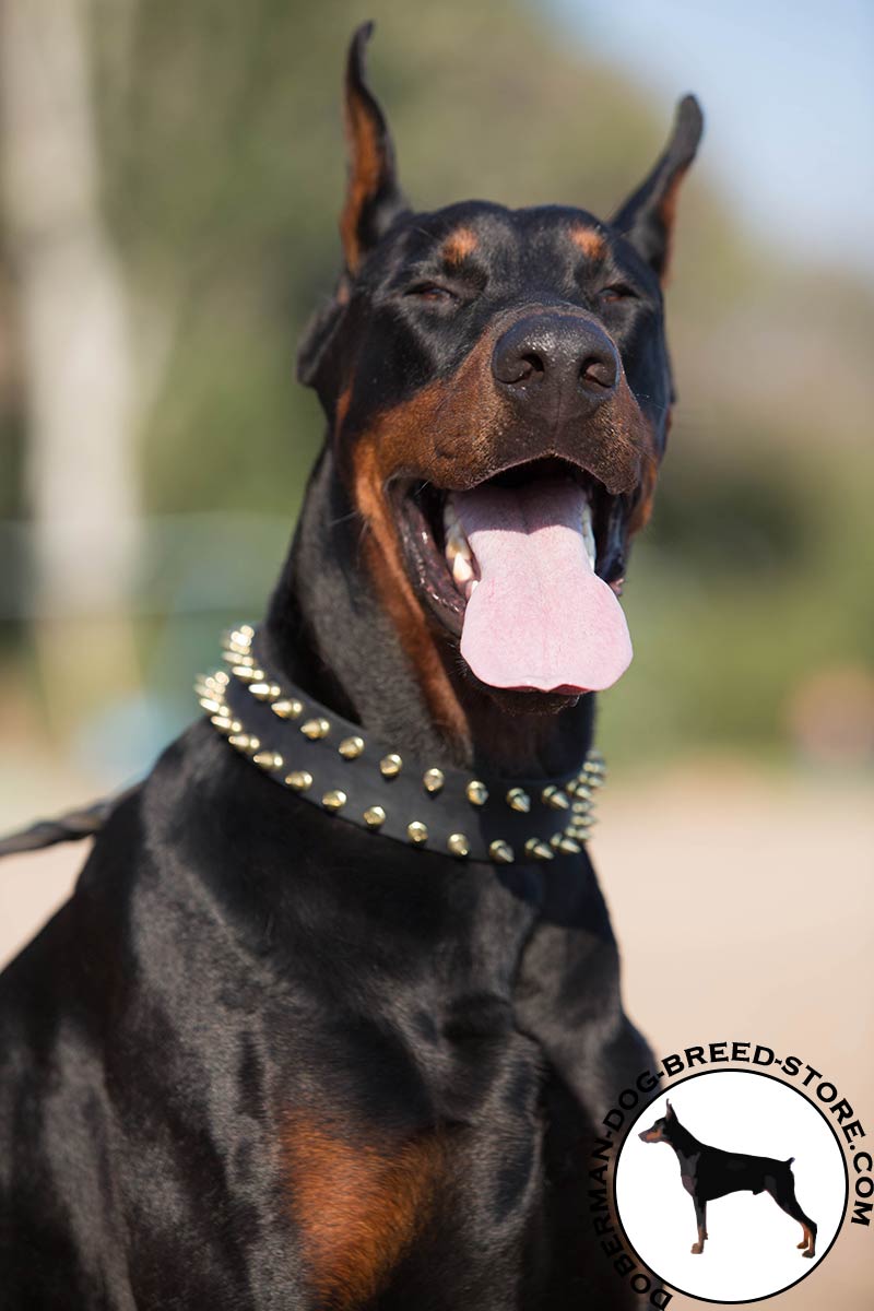 Need Designer Dog Collars? Get Today Luxury Doberman Leather Collar