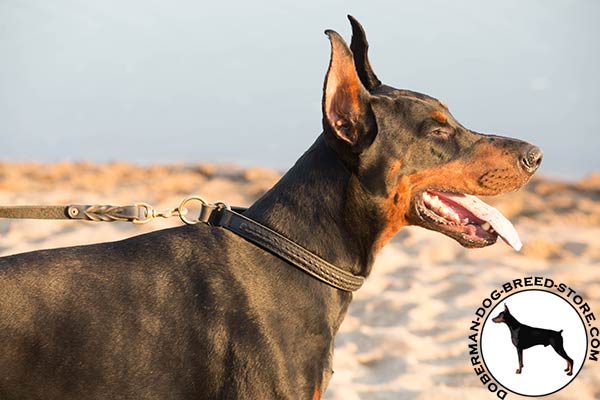 Doberman leather collar with rust-resistant hardware for walking