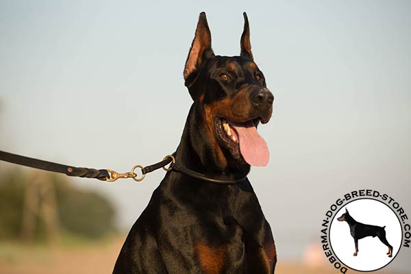 Doberman black leather collar with reliable brass plated hardware for quality control