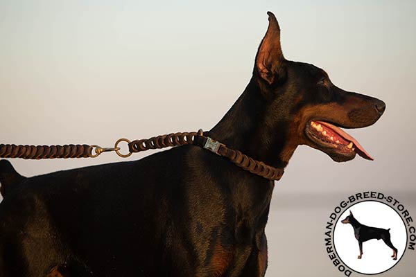 Doberman brown leather collar with non-corrosive fittings for daily activity