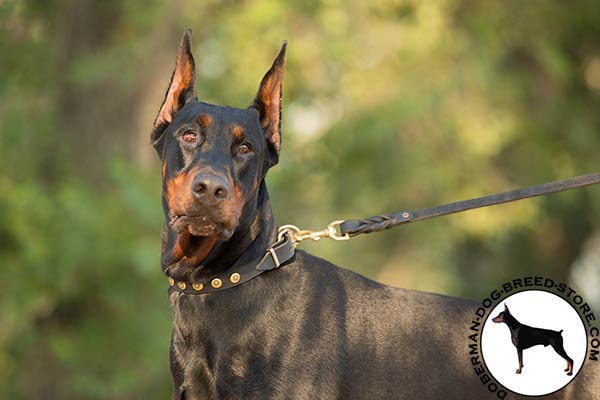 Doberman black leather collar of classic design with studs for daily activity