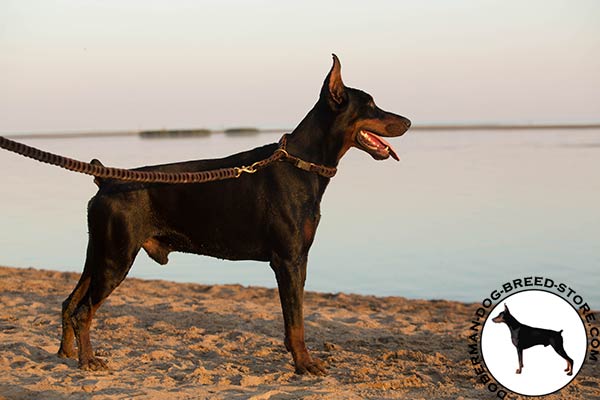 Doberman brown leather collar of genuine materials with quick release buckle for daily activity