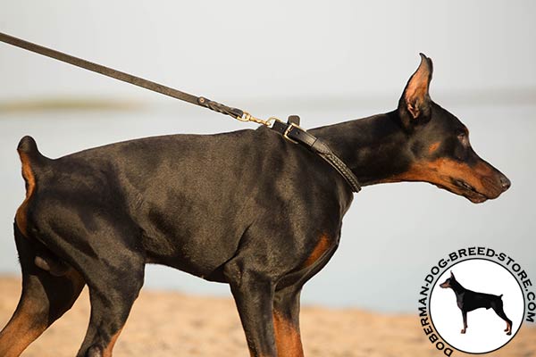 Doberman black leather collar with rust-free hardware for advanced training