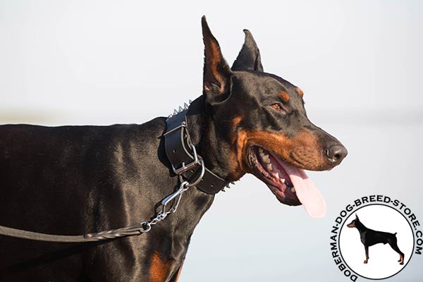 Doberman black leather collar with rustless fittings for perfect control