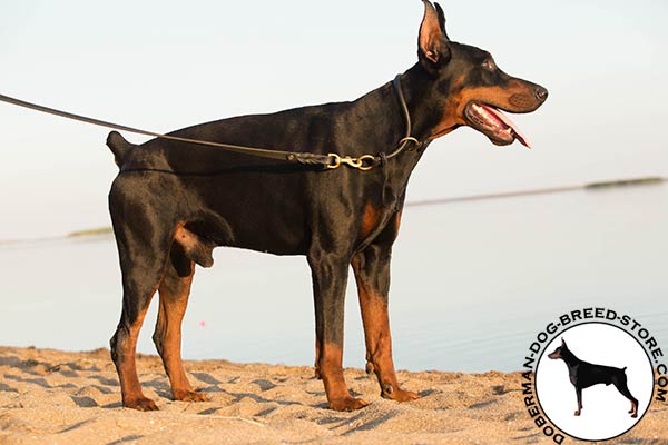 Doberman black leather collar with rustless hardware for walking