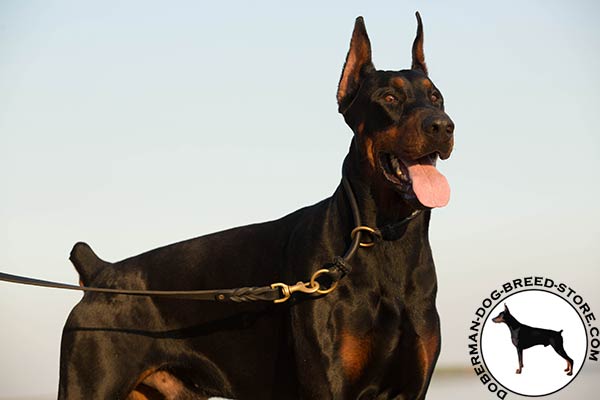 Doberman black leather collar with rust-free brass plated hardware for quality control