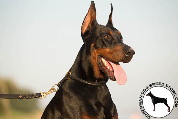 Doberman black leather collar with rust-resistant hardware for walking