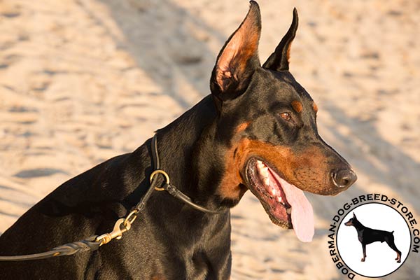 Doberman leather collar with reliable brass plated fittings for improved control