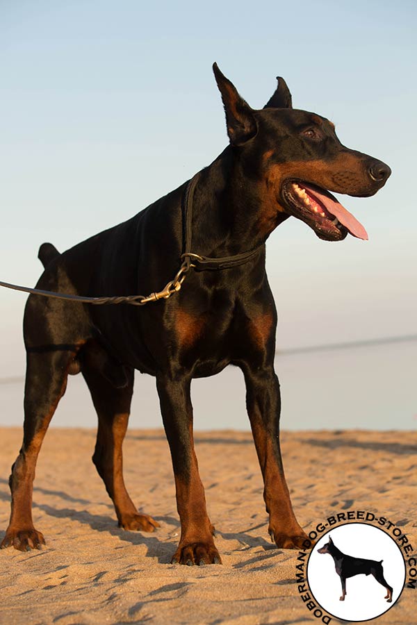 Doberman leather collar with rustless hardware for quality control