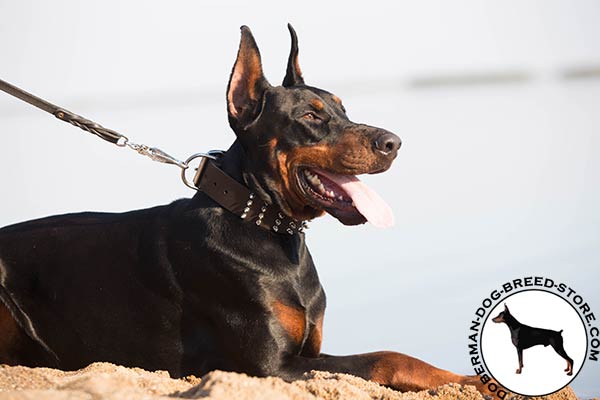 Doberman brown leather collar with rustless spikes for walking in style