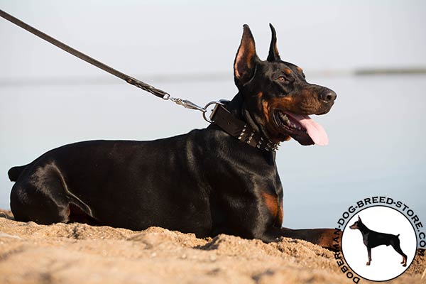 Doberman brown leather collar with non-corrosive hardware for professional use