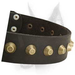 Beautiful leather dog collar