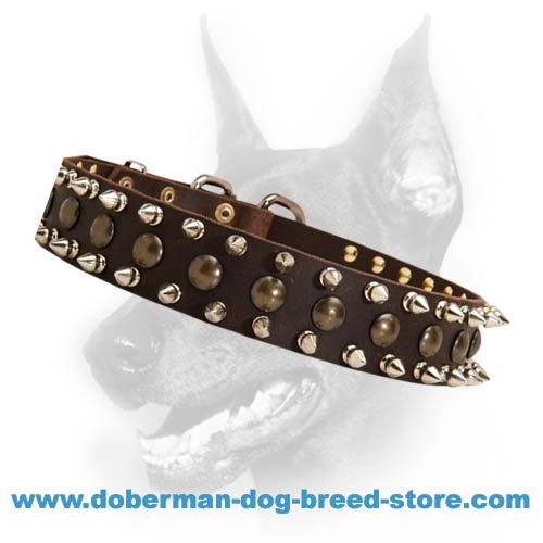 Stunning Doberman Dog 【Collar】 with Studs and Spikes : Doberman Breed: Dog  Harness, Doberman Muzzle, Dog Collars