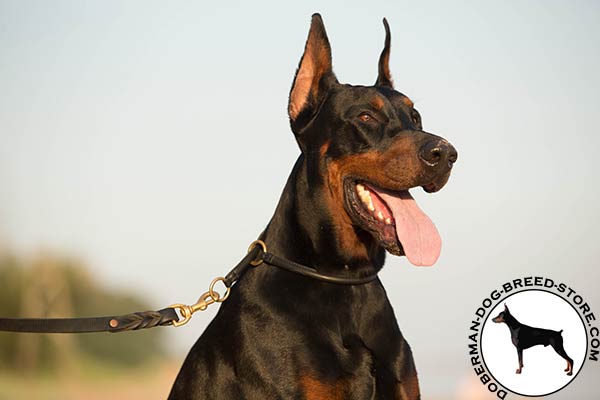 Totally safe leather Doberman choke collar