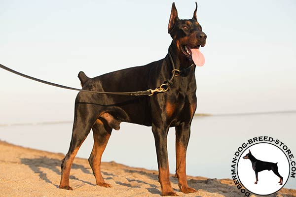 Doberman choke collar made of genuine leather