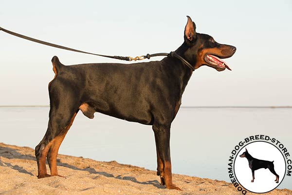 Doberman choke collar of genuine leather