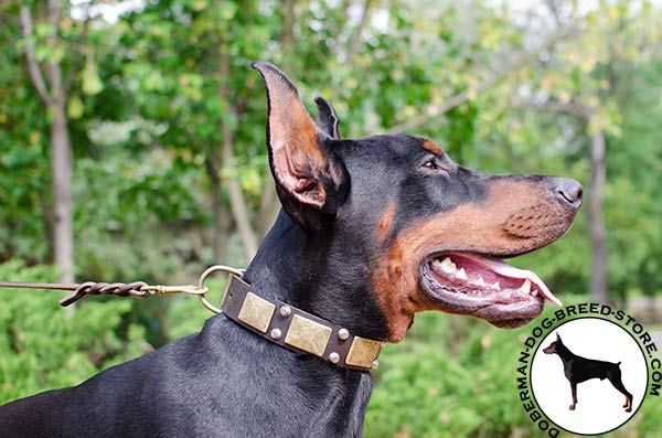 Walking and training Doberman collar 