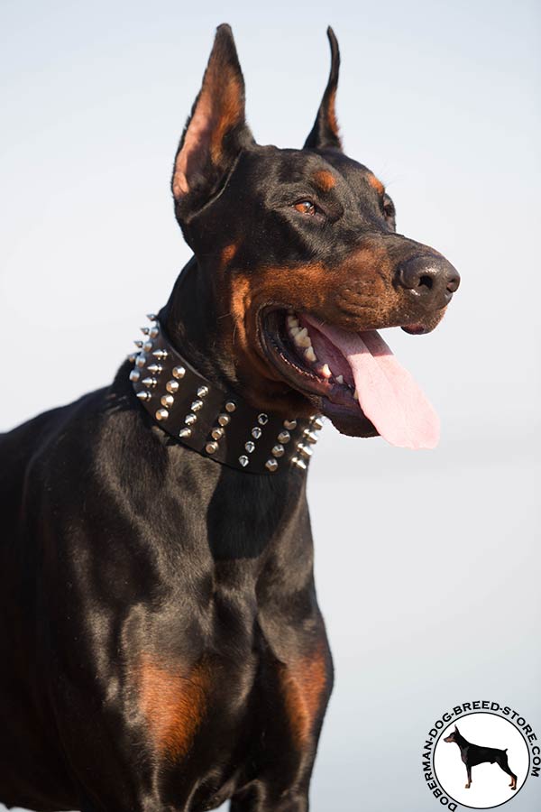 Safe Doberman collar of hypoallergenic materials