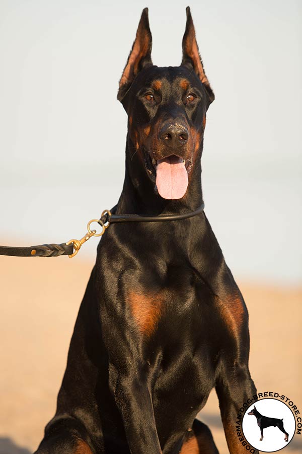 Rolled leather Doberman choke collar