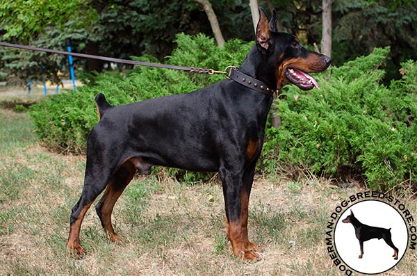 Walking and training in style Doberman collar