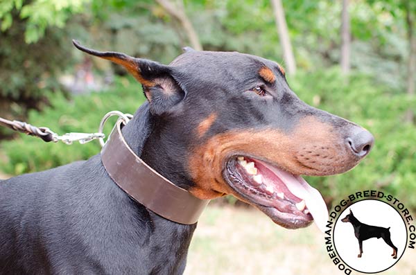 Walking and training Doberman collar