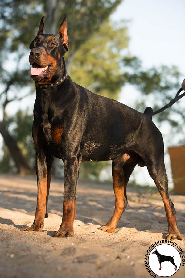 Neat leather Doberman collar with riveted brass circles