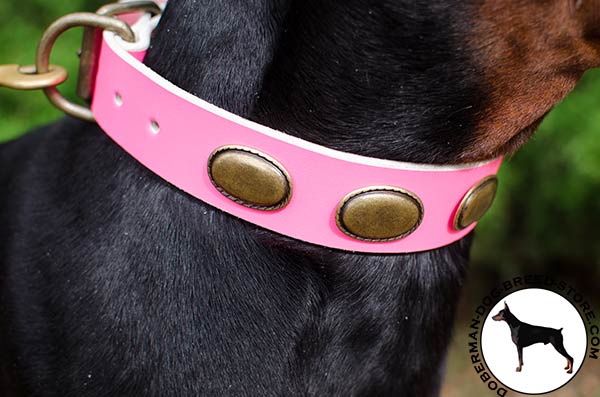 Brass hardware on leather Doberman collar