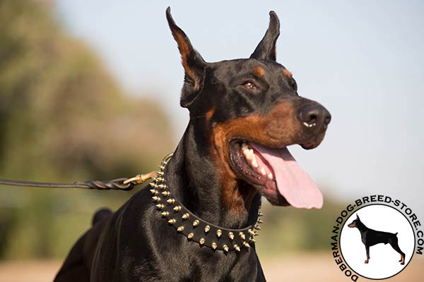 Comfortable leather Doberman collar 