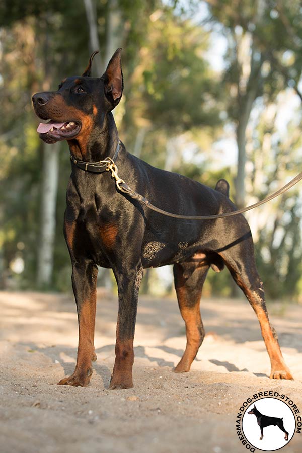 Practical Doberman collar for variety of activities