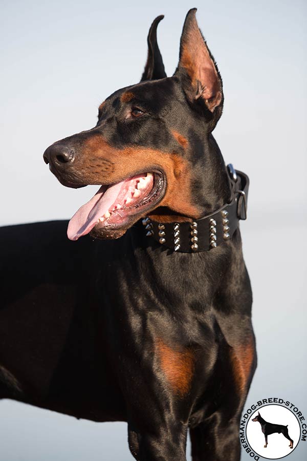 Walking comfy Doberman collar extra wide