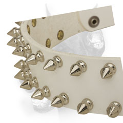   1 1/2 (40mm) wide Doberman Collar with reliable metal hardware