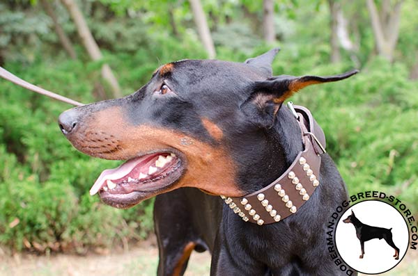 Fabulous leather Doberman collar