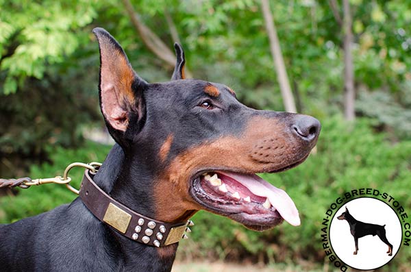 Safe premium quality leather Doberman collar