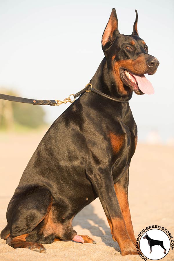 Training leather Doberman choke collar